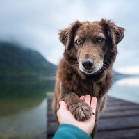 賢い犬に育てる『４つの方法』愛犬の知能アップの秘訣やしつけのコツまでご紹介
