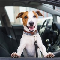 犬が車に乗ると落ち着かなくなる理由３つ　愛犬とのドライブを快適にするための対策とは？