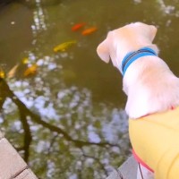 川で泳ぐ魚を眺めていた犬…ふと見せた表情が素敵すぎると102万再生「キラキラ笑顔可愛すぎる」「なんだか泣けてきますｗ」と絶賛の嵐