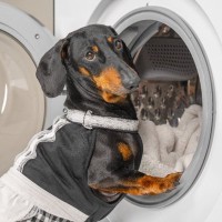 犬のベッドを洗うときのNG方法5選　洗濯が逆効果となることや理想的なお手入れ方法まで