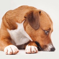 犬が不調を感じているときに見せる『5つの行動』気分が悪いときのサインを見逃さないで