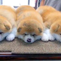 秋田犬赤ちゃん3匹の『お団子』に悶絶…あまりにも可愛すぎる光景が186万表示を突破「ケルベロスの幼体…？」「間に挟まりたい」