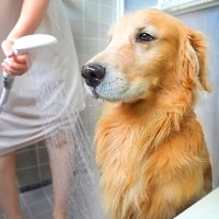 『お風呂が嫌すぎる犬』を入れた結果…まさかの『悟りを開く瞬間』が面白すぎると88万再生「虚無すぎるｗ」「ガクブルして可愛い笑」