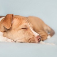 犬が熟睡できる環境づくりのポイントとは？愛犬の睡眠不足が与える悪影響まで
