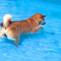 『なにこれ…？』犬がプールで遊んだ結果…どうしても『湧き出る水』が気になる姿に28万再生の反響「ちょいちょいしてて好きｗ」「可愛すぎ」