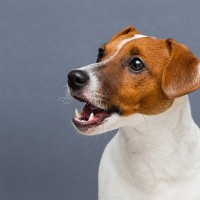 犬が『要求』しているときにする4つのサイン　愛犬が何度もお願いをしてくるときの正しい対応とは？