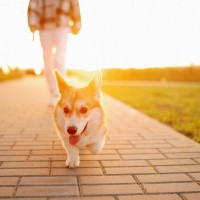 犬が散歩で『飼い主の前を歩く』心理5選　リードを引っ張らせない方法や安全な歩かせ方まで