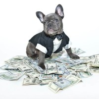 『お金がかかる』犬の特徴5選　どんなことに費用がかかる？主な共通点まで解説