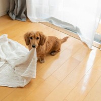 犬が死亡してしまう『拾い食い』3つ　重大事故を未然に防ぐ対策とは？