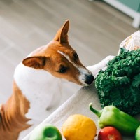 犬に与えてはいけない『夏野菜』5選　絶対NGな理由や誤食したときの危険な症状まで
