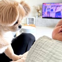 犬が『生まれたばかりの赤ちゃん』を見た結果…新入りへの『熱烈歓迎』が可愛すぎると4万4000再生「優しいお姉さん」「大歓迎で感動した」