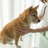 犬の『動物病院嫌い』を克服する方法はある？ポジティブな経験を積み重ねて安心・安全を約束しよう