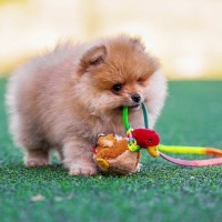 犬が『ハマってしまうおもちゃ』3つ　愛犬が気に入る玩具の特徴や選ぶときの注意点まで