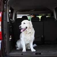 犬とのドライブで使える『便利なグッズ』7つ　愛犬と出かけるときの必需品をご紹介