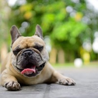犬が『暑がっている』ときにするサイン4選　愛犬が熱中症になるのを防ぐ方法とは？