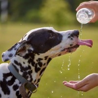 犬に絶対NGな『水の与え方』5選　間違った行為が愛犬の健康に害を及ぼすことも