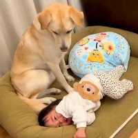 犬が赤ちゃんに『自分のベッドを取られた』結果…まさかの『こっそり仕返し』する様子が可愛すぎると6万再生「かわいい逆襲」「ゆるいｗ」