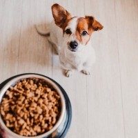 犬の食欲不振を助ける『ご飯のトッピング』４つ　おすすめの食材や注意すべき与え方まで