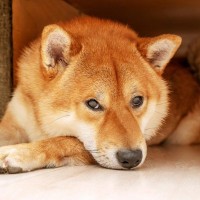 犬が『ソファの下に隠れる』5つの理由　潜っているときは無理やり出さないほうがいいの？