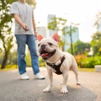 犬に『散歩を楽しんでもらう』方法4つ　気軽に取り入れることができる工夫とは？