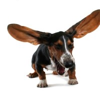 犬の『くしゃみ』注意すべき症状とは？放置しても問題がない場合や考えられる病気まで