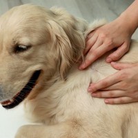 犬にノミがいたときの『絶対NG行為』２つ　正しい駆除方法や予防法までご紹介