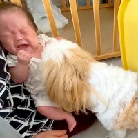 『泣かないで…』犬が赤ちゃんの泣き声を聞いた結果…すぐさま駆けつける姿が『健気すぎる』と反響「心配してるの尊い」「頼れるお姉さん」