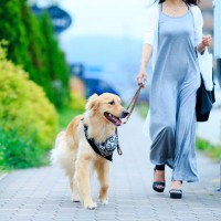 犬の散歩『適切な時間』とは？どれくらいの時間や距離を歩いたらいいの？