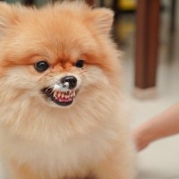 犬が『歯磨きを嫌がる』ときの対処法3つ　うまくできない原因やスムーズに行うポイントまで