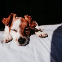 犬がいびきをかく『３つの原因』予防法はある？注意すべき症状まで解説