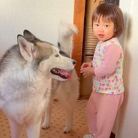 小さな女の子とハスキー犬が遊んだ結果…仲良しすぎる『幸せな日常』が8万8000再生「ふたりとも可愛すぎ」「子どもに対する優しさが見える」