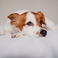 『耳が聞こえにくい犬』がする行動5つ　聴力が弱っているかどうかを確かめる方法とは？