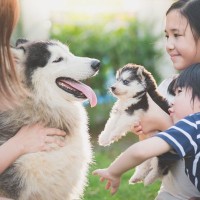 愛犬家が多い『都道府県』ランキングTOP5　犬好きがたくさん住んでいる地域はどこ？