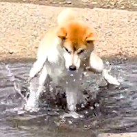 『逆再生かと思ったｗｗ』犬がうっかり水に入ってしまった結果…ナイスなリアクションが可愛すぎると352万再生「動きがコミカルｗ」と爆笑