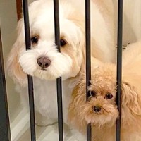 『なぜだー！』どうしてもゲートから出たい犬たち…通り抜けられない『シュールな光景』が32万再生「ポジティブｗ」「可愛すぎる」と爆笑