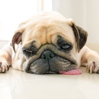 犬が『夏バテ』しているときの症状5選　暑さで弱っているときにする仕草とは？