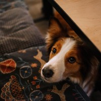 犬が『テーブルの下』に隠れる4つの理由　なかなか出てこないときは放っておいた方がいいの？