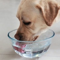 犬に与える水の『適温』とは？愛犬の体に悪影響を与える注意すべき温度まで