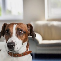犬が『おしっこ』を我慢してるときのサイン4つ　注意すべき危険な状態とは？