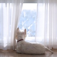 犬が外を見つめる『5つの心理』愛犬は何を考えているの？吠えてしまうときの対策とは