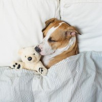 犬を快眠に導くためにできること5選　睡眠の質をあげる方法や押さえておくべきポイントまで