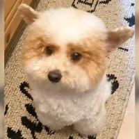 犬の耳を観察していたら…反則級に可愛い『パタパタと動く様子』が89万表示「こんな動くの初めて見た」「お空飛べそう」驚きと絶賛相次ぐ