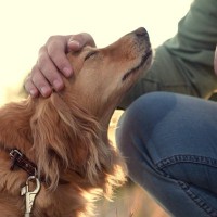 犬は『人の声』を聞き分けることができる？飼い主と他人を区別する判断基準まで解説