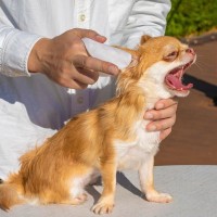 犬が『耳掃除を嫌がる』心理4つ　スムーズにお手入れをする方法とは？