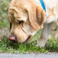 犬が食糞をしてしまう『4つの心理』主な原因や食べさせないための防止策まで
