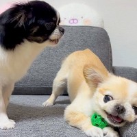 2匹の犬がおもちゃの取り合いで喧嘩…争いを止める『唯一の方法』が予想外すぎると話題「まさかの納豆ｗｗ」「行動全部がかわいい」と絶賛