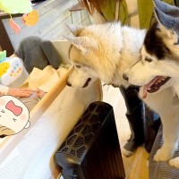 ハスキー犬2匹に『人間の赤ちゃん』を初めて見せた結果…予想外の『反応』が尊いと131万再生「見守るの可愛いｗ」「本能ってすごい」と絶賛