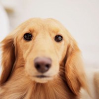 犬が『満足』していないサイン５つ　愛犬が不満を感じているときにする態度とは？