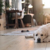 犬の寿命を縮めてしまう室内の『絶対NG行為』6選　健康被害を及ぼすタブーな行動とは？