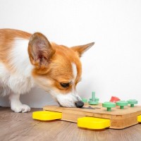 犬が飽きやすいおもちゃの特徴3つ　遊ばなくなってしまう原因や興味を持たせる方法まで
